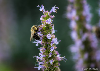 Картинка цветы луговые+ полевые +цветы макро