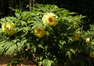 Картинка цветы пионы желтый цвет