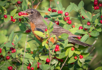 Картинка животные птицы птица окрас перья забавная
