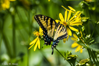 Картинка животные бабочки +мотыльки +моли бабочка макро