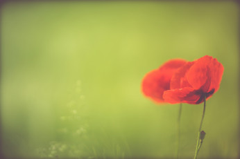 Картинка цветы маки природа лето