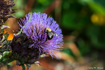 обоя цветы, Чертополох,  репейник, чертополох