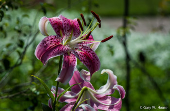 Картинка цветы лилии +лилейники розовые