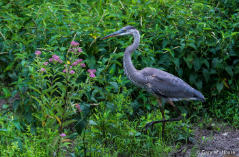 Картинка животные цапли +выпи трава цапля