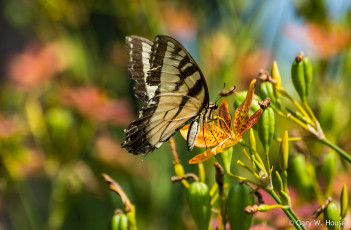 Картинка животные бабочки +мотыльки +моли бабочка макро