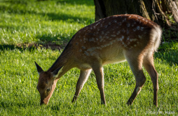 Картинка животные олени трава оленёнок