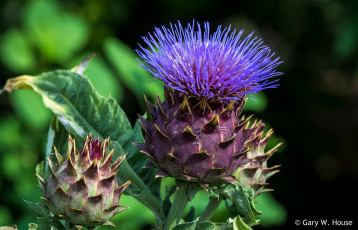 обоя цветы, Чертополох,  репейник, чертополох, макро