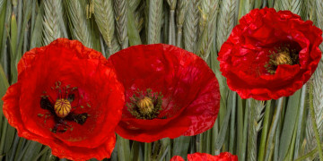 Картинка цветы маки липестки природа колосья