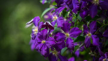 Картинка цветы клематис+ ломонос клематис цветение