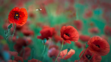 Картинка цветы маки мак цветение цвет цветок