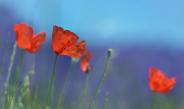 Картинка цветы маки лето