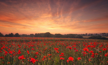 Картинка цветы маки закат поле