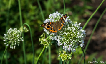 Картинка животные бабочки +мотыльки +моли лук бабочка