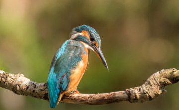 Картинка животные зимородки ветка зимородок