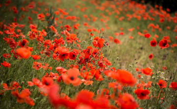 Картинка цветы маки красные много