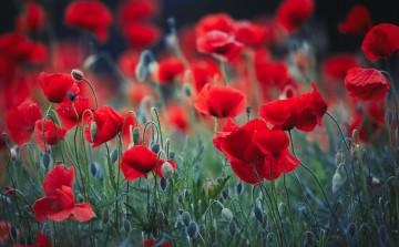 Картинка цветы маки природа