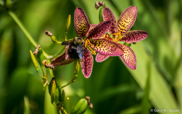 Картинка цветы лилии +лилейники макро