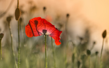 Картинка цветы маки лето