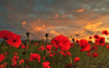 Картинка цветы маки облака луг природа лето лепестки поле