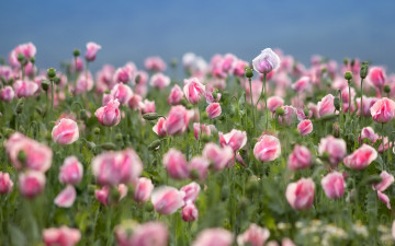 Картинка цветы маки природа лето