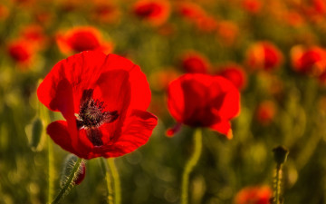 Картинка цветы маки природа луг лепестки