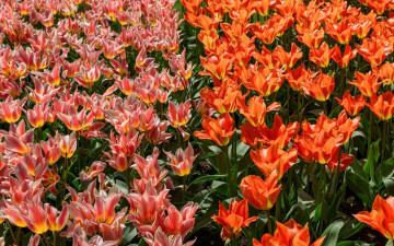 Картинка цветы тюльпаны разноцветные