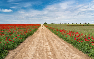 Картинка природа дороги облака трава небо солнце маки зелень деревья дорога красные лето поля цветы