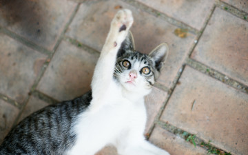 Картинка животные коты кот играет котенок