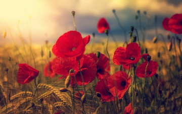 Картинка цветы маки природа лето