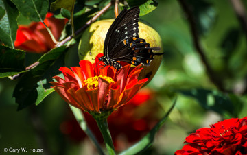 Картинка животные бабочки +мотыльки +моли цветы бабочка