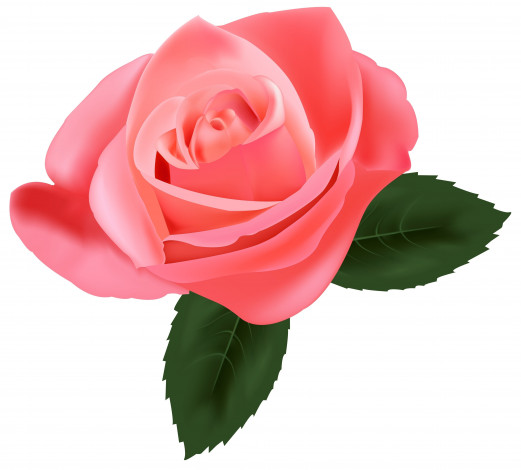 Обои картинки фото векторная графика, цветы , flowers, роза, фон, цветы