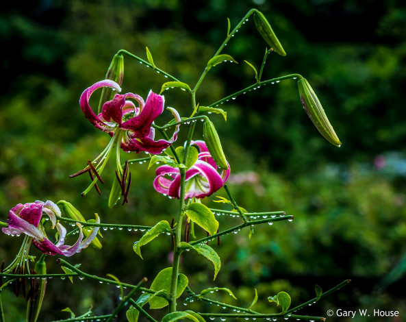 Обои картинки фото цветы, лилии,  лилейники, капли