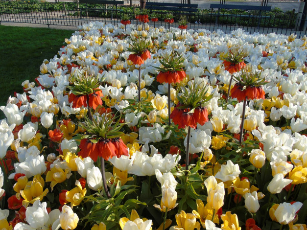 Обои картинки фото цветы, разные вместе, разноцветные