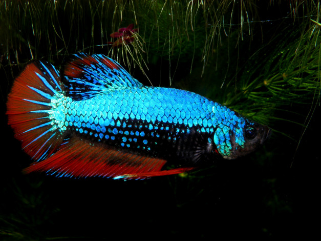 Обои картинки фото животные, рыбы, растение