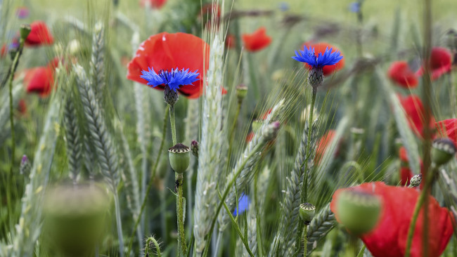 Обои картинки фото цветы, луговые , полевые,  цветы, колосья, васильки, маки