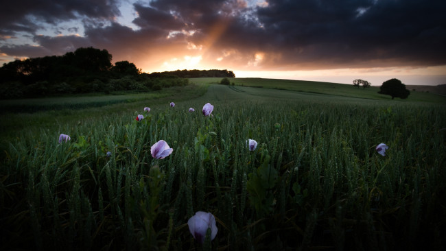 Обои картинки фото цветы, маки, закат, пейзаж, небо, рожь, злаки, поле, вечер, деревья, природа, лучи, тучи