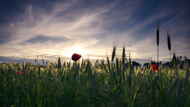 Обои картинки фото природа, восходы, закаты, закат, пейзаж, колосья, небо, деревня, дома, облака, маки, солнце, злаки, рожь, поле, мак, настроение, вечер, цветы