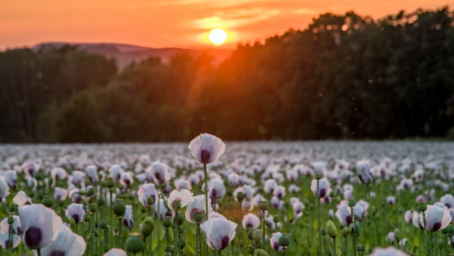 Обои картинки фото цветы, маки, закат, природа