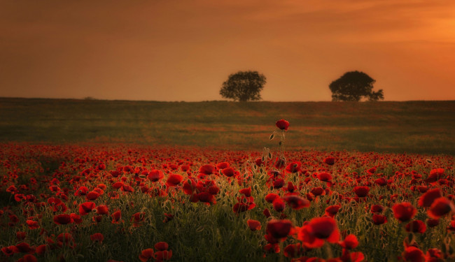 Обои картинки фото цветы, маки, деревья, холмы, луг, поле