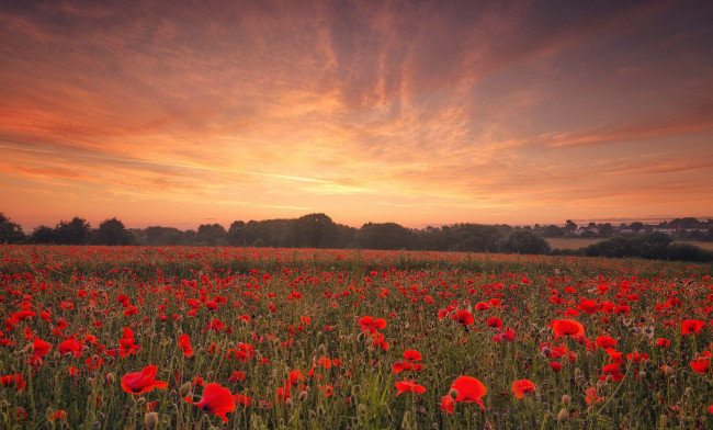 Обои картинки фото цветы, маки, закат, поле