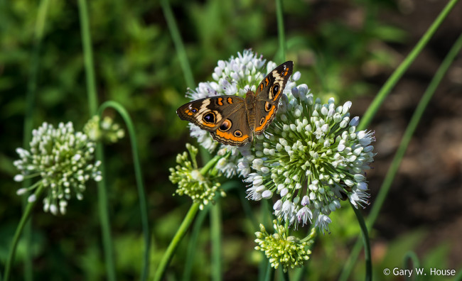 Обои картинки фото животные, бабочки,  мотыльки,  моли, лук, бабочка