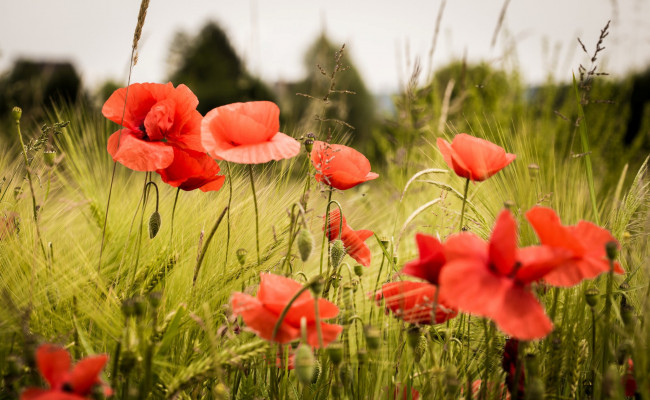 Обои картинки фото цветы, маки, красные, трава, много