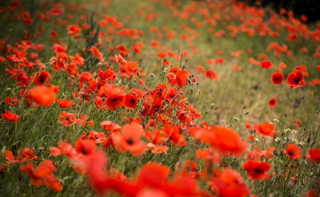 Обои картинки фото цветы, маки, красные, много