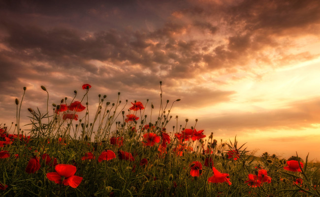 Обои картинки фото цветы, маки, луг, поле, облака