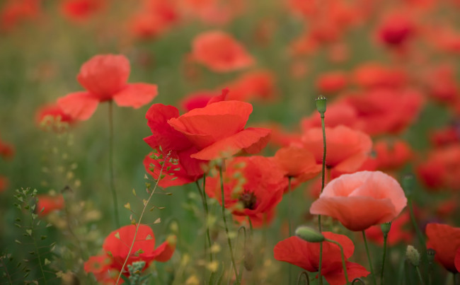Обои картинки фото цветы, маки, природа, лето