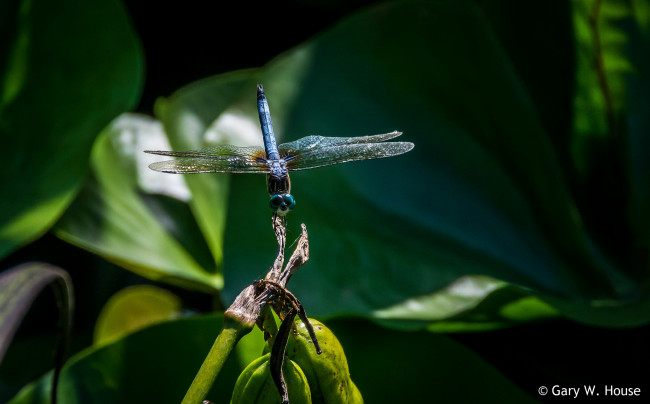Обои картинки фото животные, стрекозы, стрекоза, макро