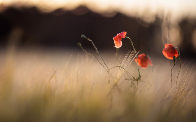 Обои картинки фото цветы, маки, природа, лето