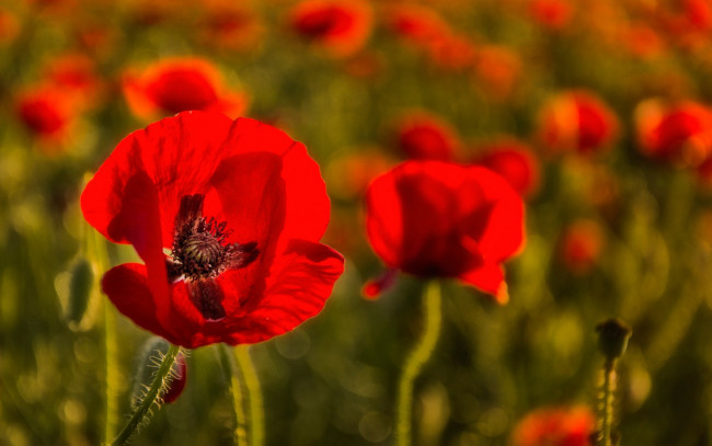 Обои картинки фото цветы, маки, природа, луг, лепестки