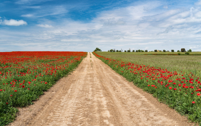Обои картинки фото природа, дороги, облака, трава, небо, солнце, маки, зелень, деревья, дорога, красные, лето, поля, цветы