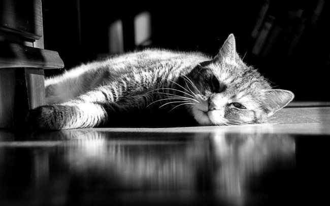 Обои картинки фото животные, коты, черно-белое, фото